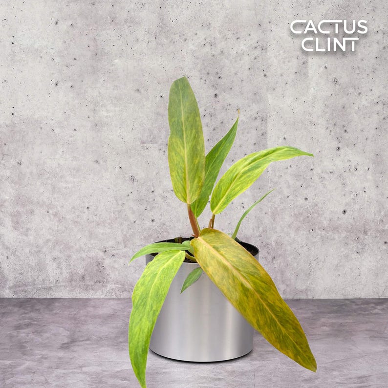 CactusClintClub Philodendron