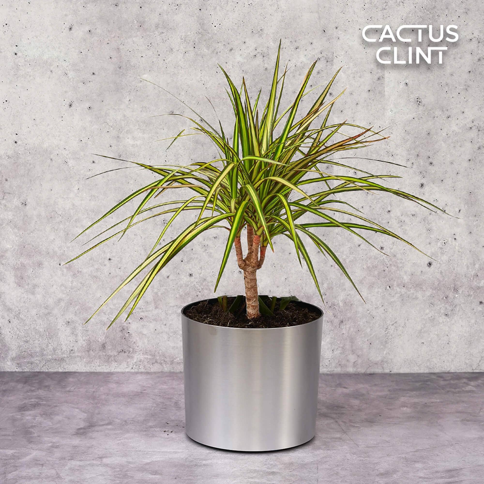 Dracaena Marginata 'Sunshine'
