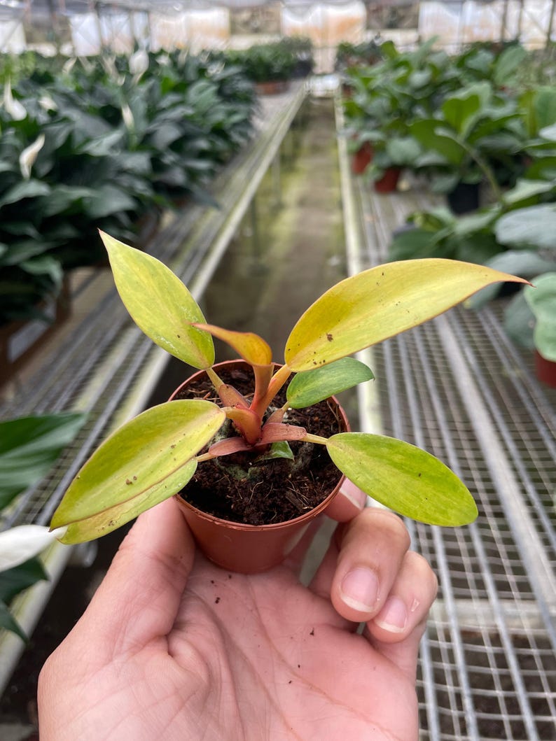 CactusClintClub Philodendron - Thumbnail 4