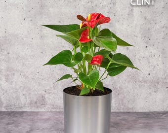Anthurium 'Red'