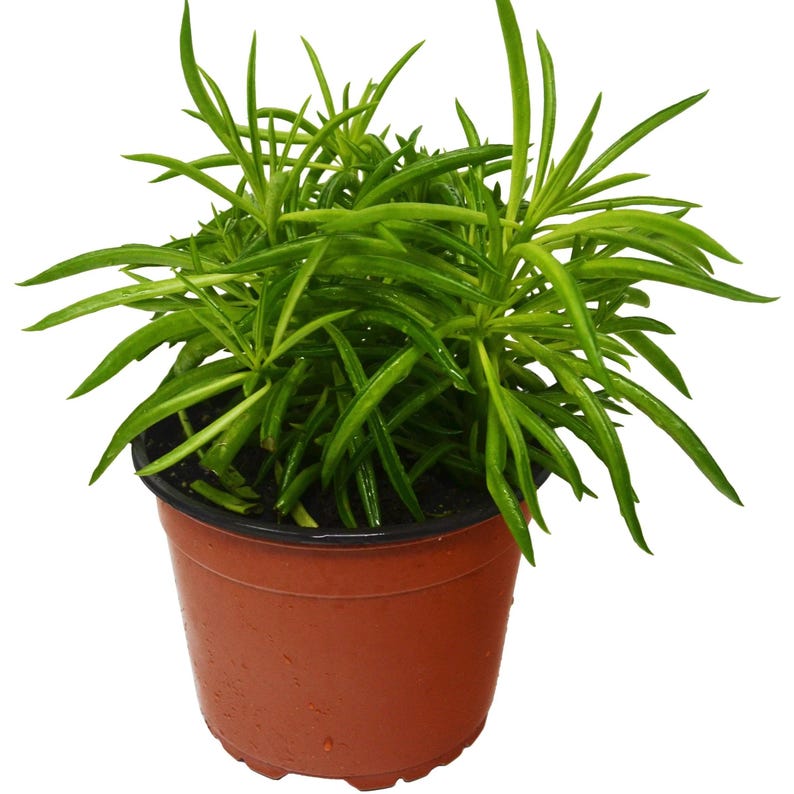 CactusClintClub Peperomia Green Bean - Thumbnail 2