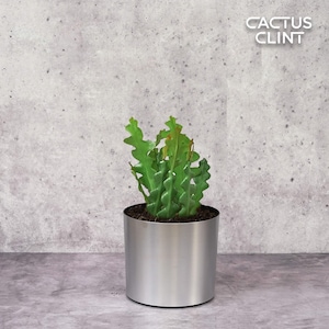 Rare Epiphyllum 'Ric Rac' Cactus - Unique Zigzag Orchid Cactus Plant for Indoor or Outdoor Gardens