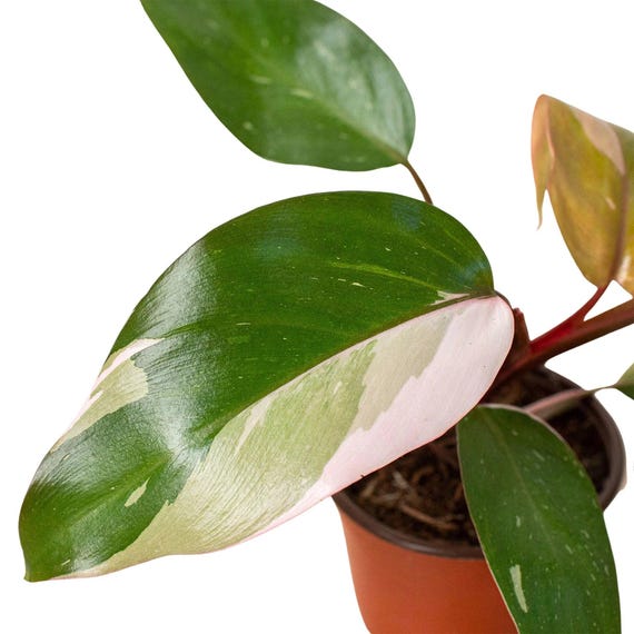 cast iron plant indoor Cast Iron Plant 10