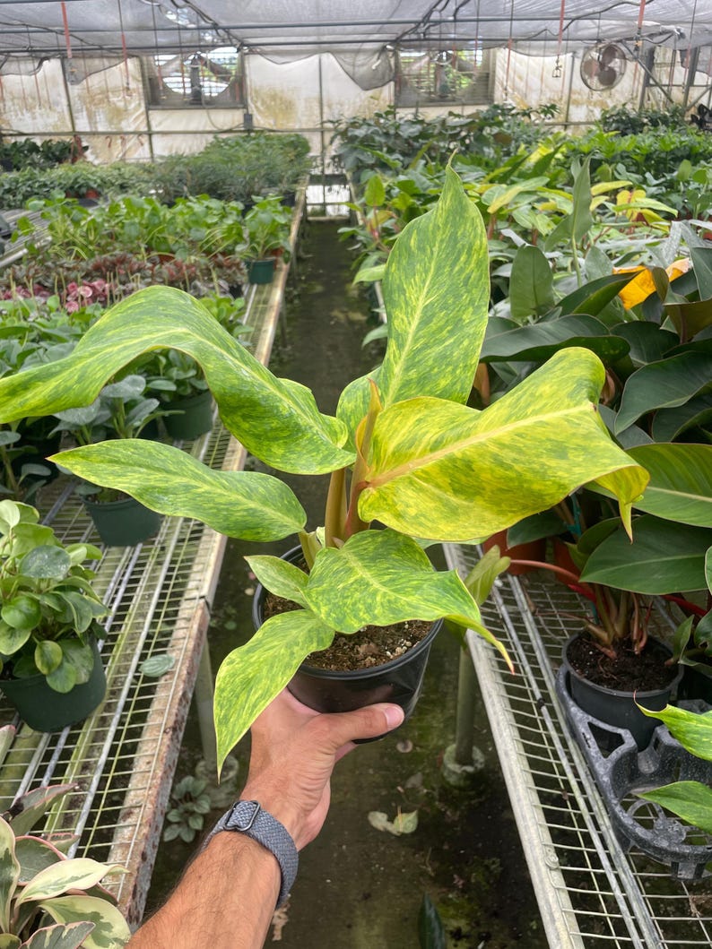 CactusClintClub Philodendron - Thumbnail 2