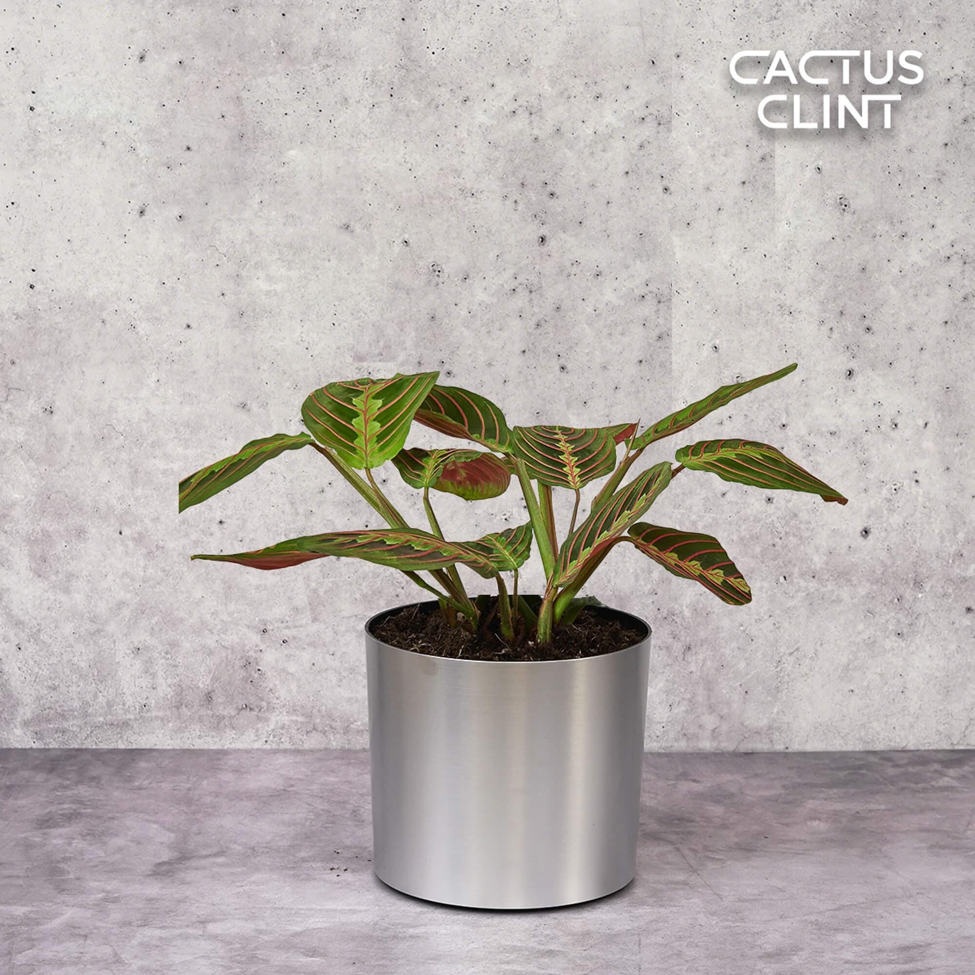 Variegated Stephania Erecta Plant - Etsy