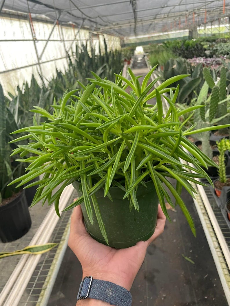 CactusClintClub Peperomia Green Bean - Thumbnail 4