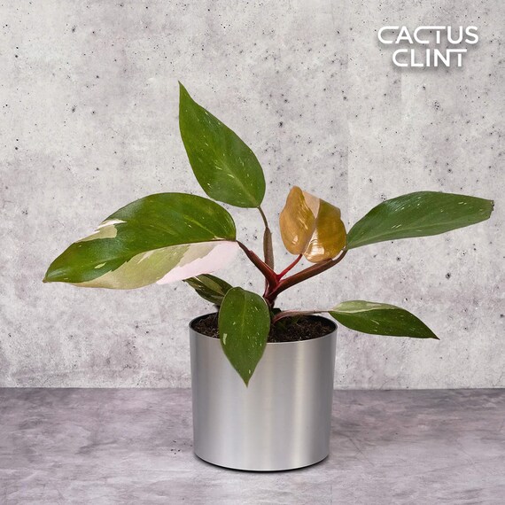 buy lucky bamboo plant Dracaena 'Lucky Bamboo' – Rosebud HomeGoods