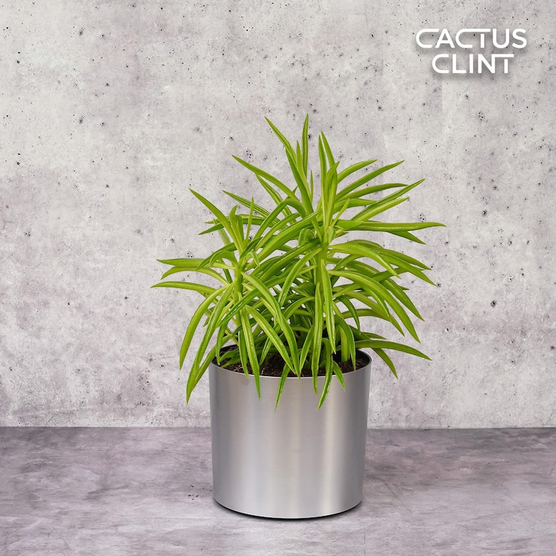 CactusClintClub Peperomia Green Bean