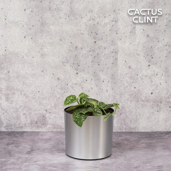 coral plant succulent Green Coral Succulent
