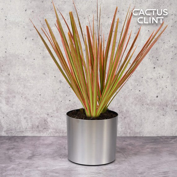 table indoor plants Assorted Foliage main image 1