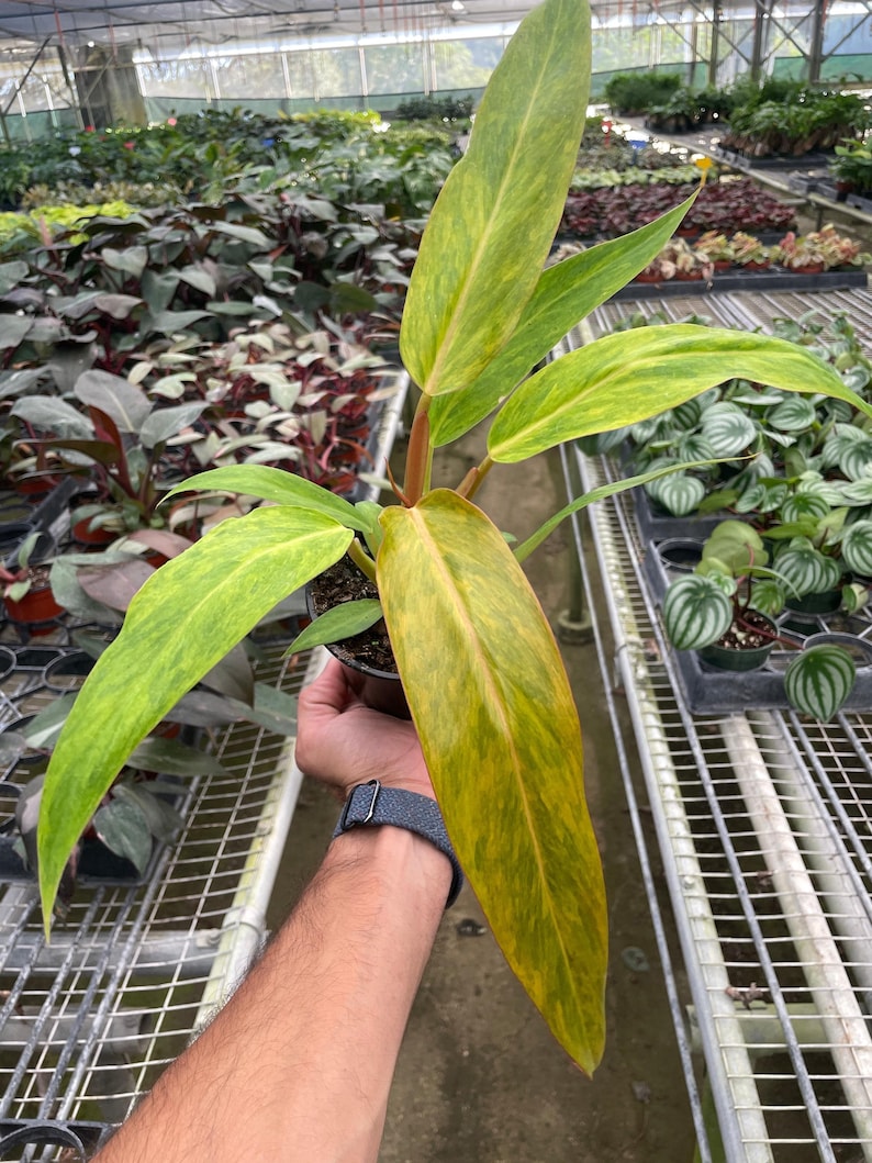 CactusClintClub Philodendron - Thumbnail 3