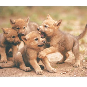 Tarjeta interior en blanco de Cachorros de lobo, para toda ocasión con sobre, agradecimiento, cumpleaños, amistad, celebración, saludo de recuperación, tarjeta de nota personalizada