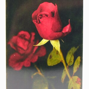 Rozen aquarel blanco binnenkaart, envelop voor alle gelegenheden bedankt verjaardag vriendschap beterschap groeten viering gepersonaliseerde notitiekaart