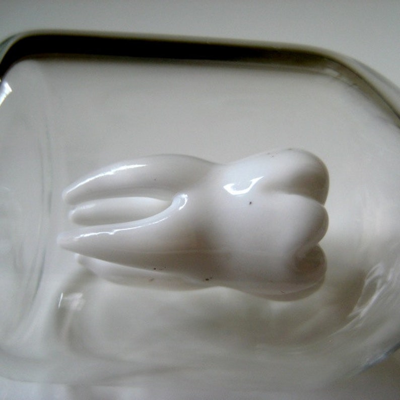 Tooth in a Jar, Hand Blown Glass, Life Sized Molar image 3