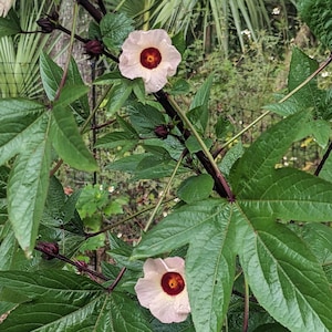 Roselle hibiscus seeds (Jamaican sorrel)
