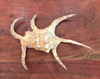 Natural Harpago Chiraga Spider Conch 11" Seashell - Vintage Spiked Shell - Beach House Nautical Maritime Coastal Sea Animal Home Decor