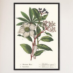 Lámina botánica de 1885: ilustración floral vintage, arte mural vegetal antiguo, decoración natural victoriana (con o sin marco)