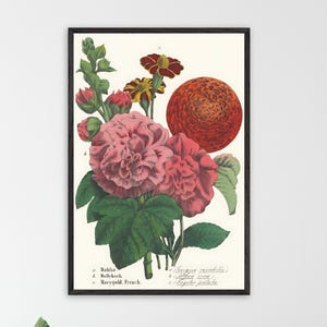 Stampa botanica con dalia, malvarosa e calendula – Illustrazione floreale vintage del 1858, arte murale floreale vittoriana (con o senza cornice)