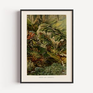 Moss Botanical Print, Vintage Plant Illustration, Antique Botanical Wall Art, Nature Poster framed or unframed
