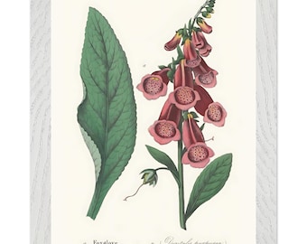 Botanischer Druck, Vintage Blumen Illustration, antike Pflanzen Kunst Poster
