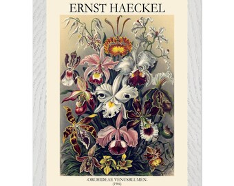 Estampado de orquídeas de Ernst Haeckel, ilustración botánica Art Nouveau.