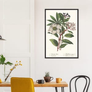1885 Botanical Print – Vintage Flower Illustration, Antique Plant Wall Art, Victorian Nature Decor (Framed or Unframed)