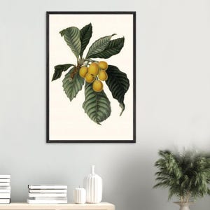 Lámina botánica de níspero – Ilustración de fruta vintage de 1858, arte mural botánico antiguo, decoración natural victoriana (con y sin marco)
