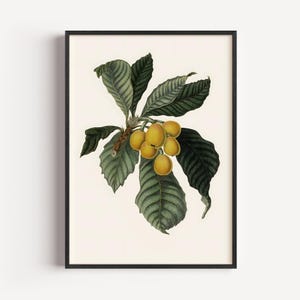 Stampa botanica di nespolo giapponese - Illustrazione di frutta vintage del 1858, antica stampa botanica da parete, decorazione naturalistica vittoriana (con e senza cornice)