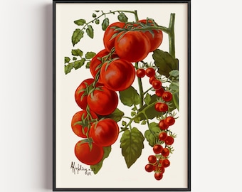 Stampa artistica botanica vintage a tema pomodoro, decorazione da parete per la cucina.