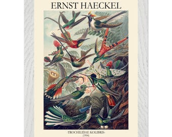 Ernst Haeckel Hummingbird Print, Vintage Bird Illustration Poster, Hummingbird Wall Art, Botanical Style Decor