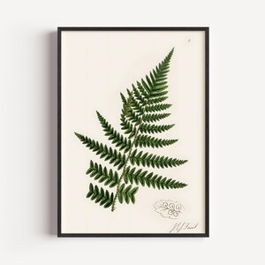 Vintage Fern Plant Print – 1830–1906 Vintage Plant Illustration, Antique Nature Wall Art, Victorian Botanical Decor (Framed or Unframed)