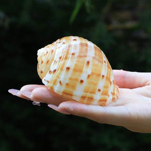 Brazilian Deep Grain Piano Snail Shell – 3.5&quot; Rare Natural Shelter for Terrariums, Rituals & Ocean-Inspired Earth Element Décor