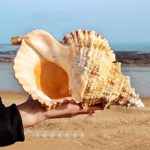 Large Spiked Horned Conch Shell – 7–9&quot; Natural Caribbean Seashell, Unique Beach Decor & Coastal Accent  Handpicked Ocean Specimen