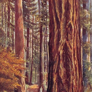 Route forestière de grands arbres près de Tacoma Washington 1910 Carte postale Tuck