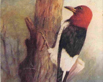 Red Headed Woodpecker Bird 1910c postcard