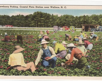 Spruhen Obst Baume Landwirtschaft Oregon 1910c Postkarte