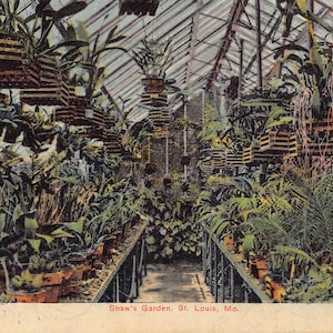Cartão postal do interior da estufa Shaw's Garden St Louis Missouri 1909
