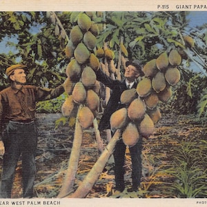 Plantation de récolte de papaye géante West Palm Beach, Floride des années 40, carte postale en lin