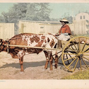 Donna afroamericana con carro trainato da buoi, cartolina Phostint degli anni '10