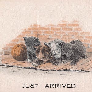 Die kleine Katze ist gerade angekommen 1910er Jahre Postkarte