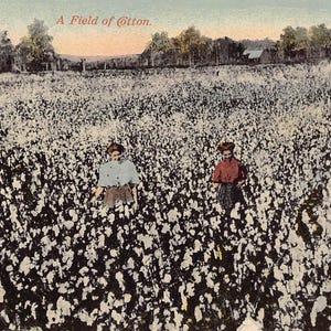 Donne che coltivano il cotone, cartolina USA 1910c