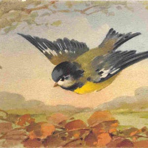Cartão postal de linho "Chickadee on the Wing Flying Bird" dos anos 1950