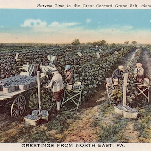 Concord Grape Harvest along Lake Erie North East Pennsylvania 1930s postcard