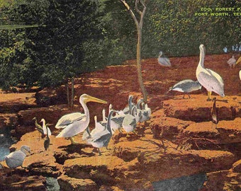 Zoo Birds Forest Park Fort Worth Texas 1940s linen postcard