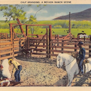 Veau Cowboy Branding Nevada Ranch Western Ranching Années 40 Carte postale en lin