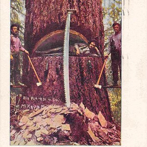 Cartão postal de lenhadores de madeira Big Fir Tree, Washington, 1905