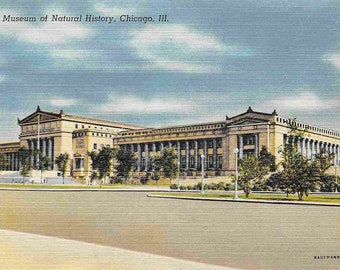 Museum of Natural History Chicago Illinois 1940s linen postcard
