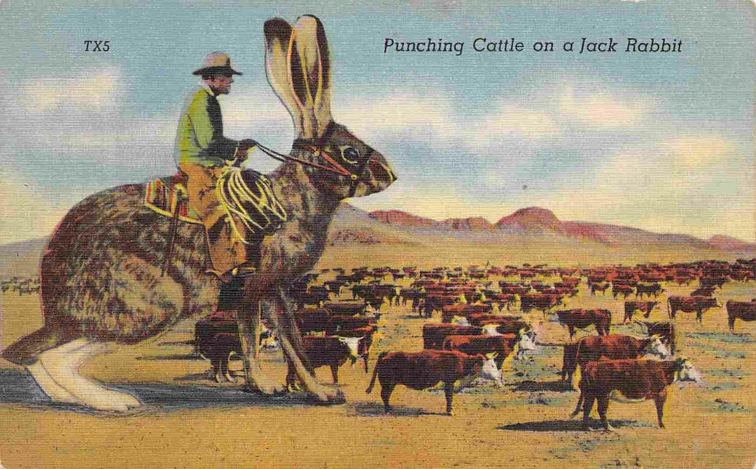 Punching Cattle on Jack Rabbit Cowboy Western Ranching Exaggeration