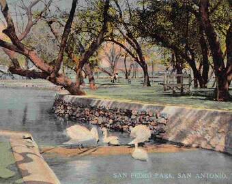 Swans San Pedro Park San Antonio Texas 1910s postcard