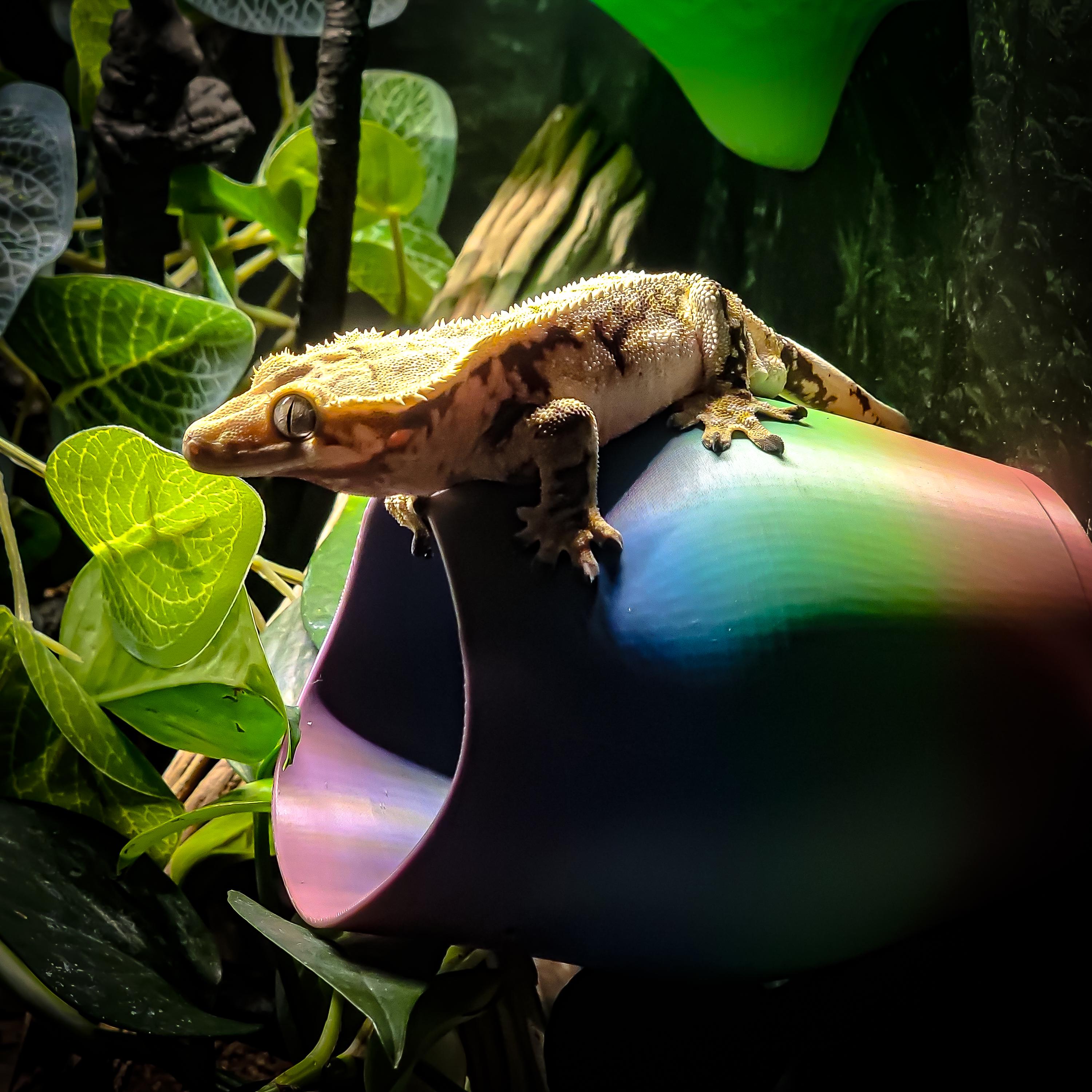 Creature Cave Large Magnetic Gecko Hide - Magnetic Reptile Cave - Gecko enclosure decor - Gecko Habitat accessories - Multiple Colors